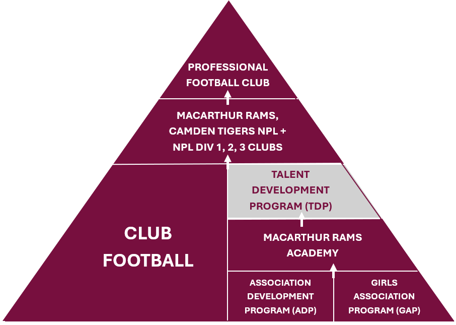 TDP Pathway TDP Pathway